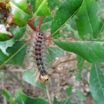 Gypsy moth caterpillar eating leaves