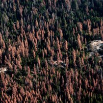 Image of tree die off taken by the US Forest Service