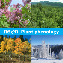 Collage of plant phenology
