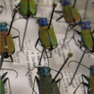 Pinned Beetles