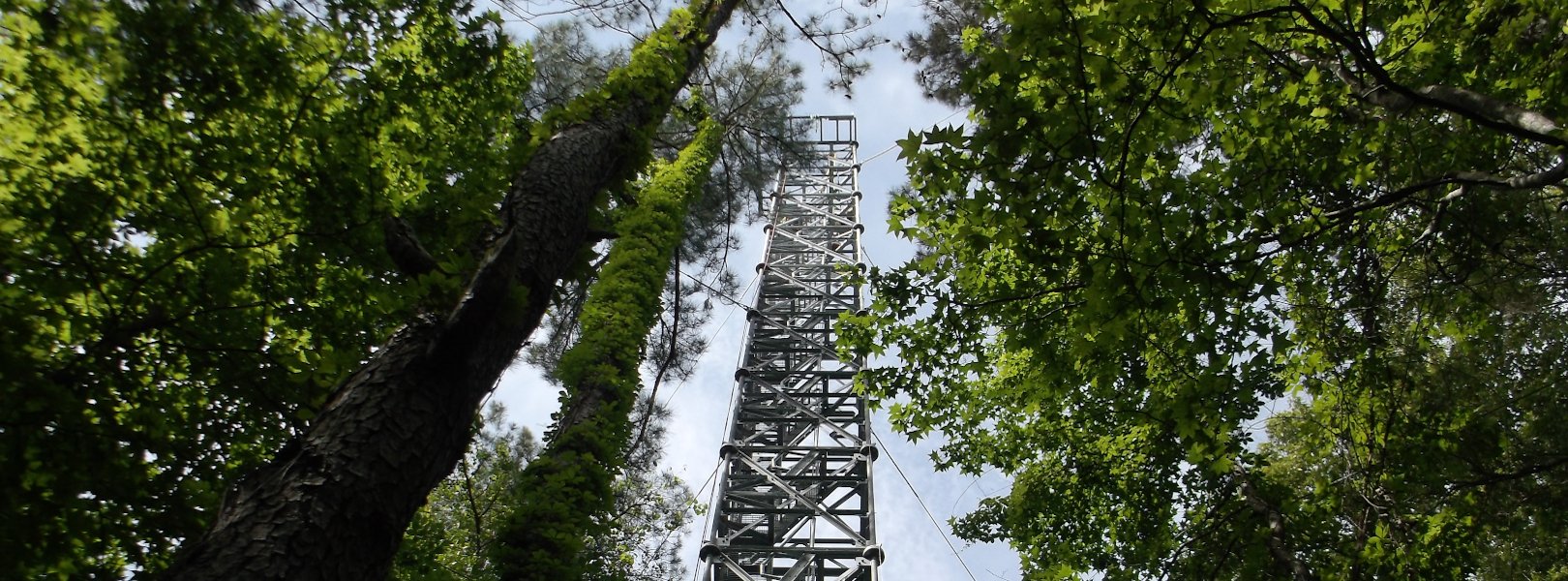 LENO tower from bottom looking toward top of forest canopy