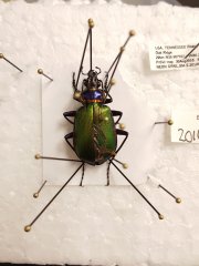 Pinned ground beetle from the ORNL field site