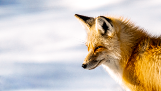 Fifth Place: Fox in Yellowstone National Park, Wyoming. Photo by: Billy Smallen.