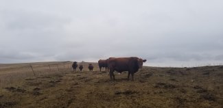 Cattle near DCFS site
