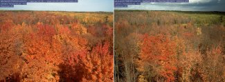 Peak color comparison at TREE