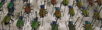 Pinned ground beetles