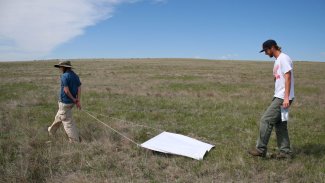 Photo of a tick drag being conducted at field site CPER