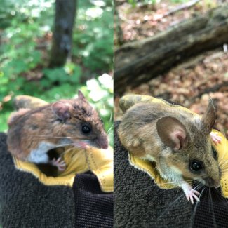Peromyscus mouse comparison
