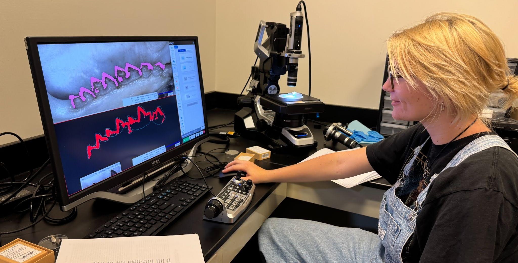 Undergraduate researcher measuring tooth wear on Sorex shrew skulls