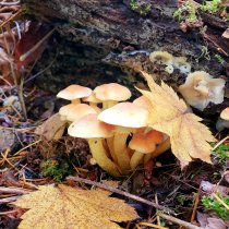 fungi on the forest floor