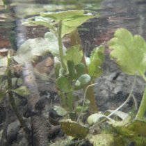 Submerged aquatic plants at D10 ARIK (photo by Stephanie Parker)    