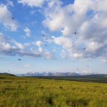 Mosquitos flying in a field with mountains in the background