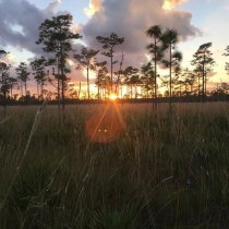 Disney Wilderness Preserve (DSNY) terrestrial field site at sunset.