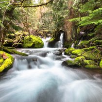 McRae Creek flows through the lush and mossy HJ Andrews Experimental Forest in central Oregon.