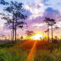 First Place: Disney Wilderness Preserve. Photo by Wayne Hall.