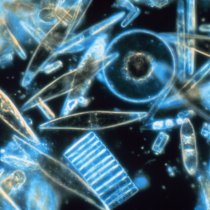 Live marine diatoms from Antarctica (magnified)