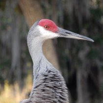 Sandhill crane