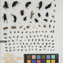 CPER pitfall trap samples at Biorepository