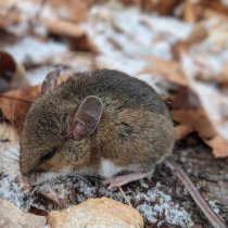 Deer mouse