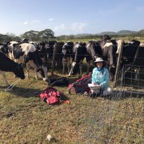 Cows at LAJA site, Puerto Rico