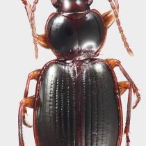 Male M. brunneonubiger