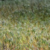 invasive cheatgrass