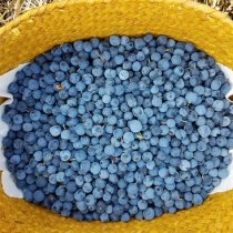Alaska blueberries harvested in a yellow basket. 