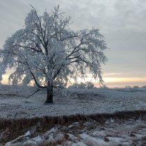 WOOD frost