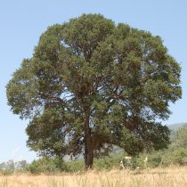 large blue oak
