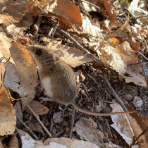 Peromyscus mouse