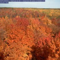 fall color at TREE