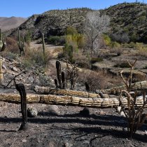 Burned cactus
