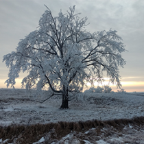 WOOD NEON Field Site in Winter