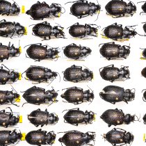 Carabid beetle specimens Calosoma calidum 