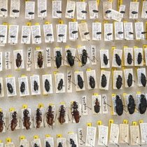 Various beetles pinned after collection from the field