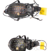Pinned carabid beetle specimens 