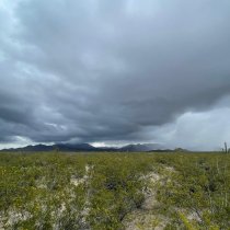 Rain falling on creosote bushes and cacti at the SRER field site.