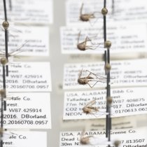 Photo of pinned mosquitoes