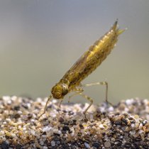 Dragonfly larvae on sand