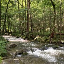 LECO field site in Domain 07 (TN)