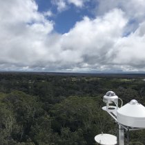 View of PUUM landscape from the flux tower