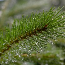 Dew on tree branch