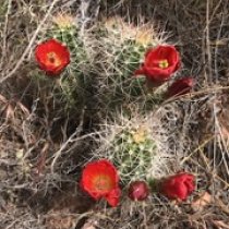 Cactus in the field