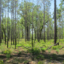 Forest at OSBS