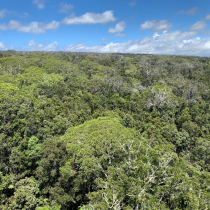 View of the canopy from the PUUM tower