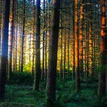 Sunlight through the trees at the ABBY field site