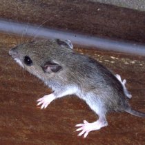 White footed mouse