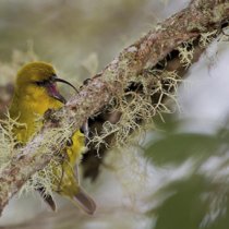 Male akiapolaau bird at PUUM