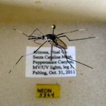 Pinned mosquito collected from a NEON mosquito trap