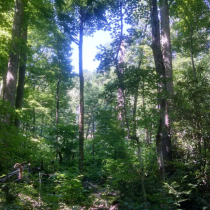 Cove forests of Great Smoky Mountains National Park